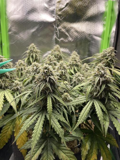 Milky Way F1 Royal Queen Seeds. Week 10