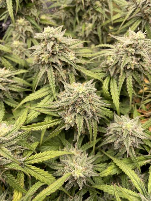 Milky Way F1 Royal Queen Seeds. Week 10