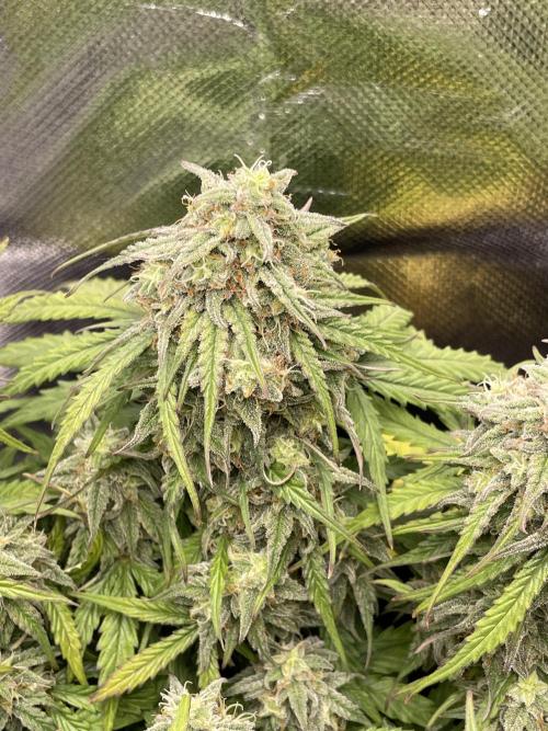 Milky Way F1 Royal Queen Seeds. Week 10