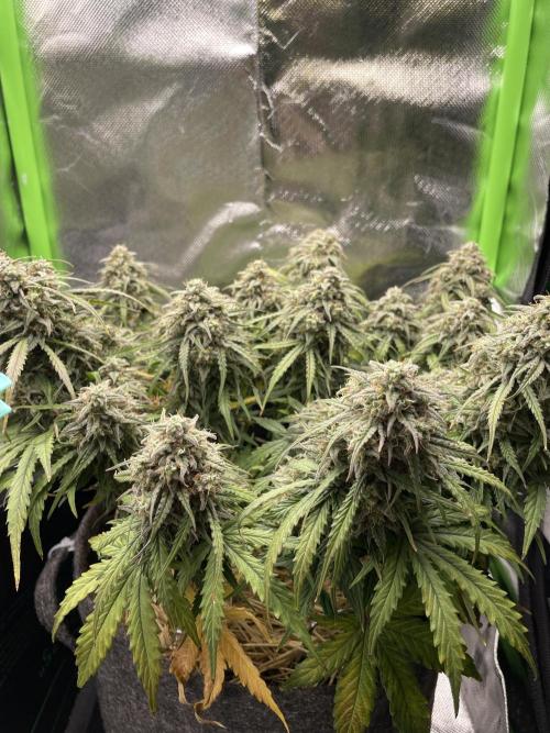 Milky Way F1 Royal Queen Seeds. Week 11