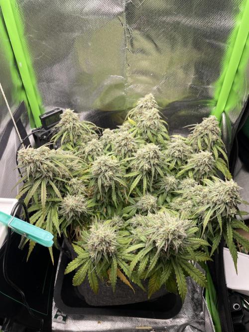 Milky Way F1 Royal Queen Seeds. Week 11