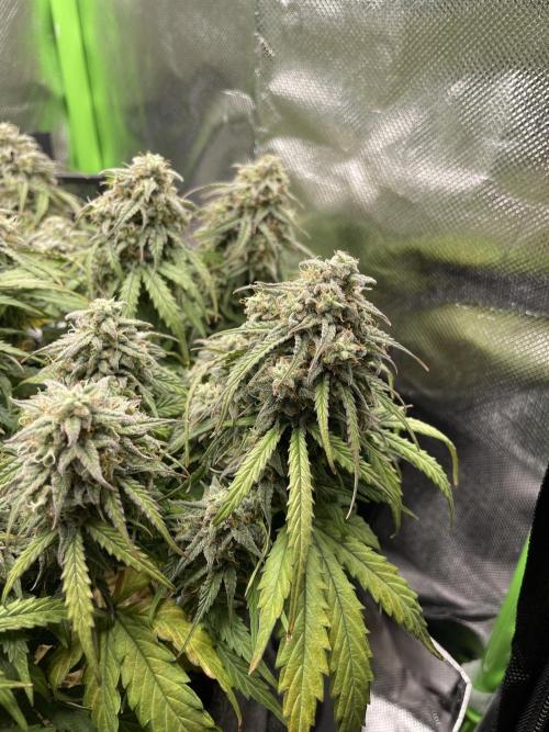 Milky Way F1 Royal Queen Seeds. Week 11
