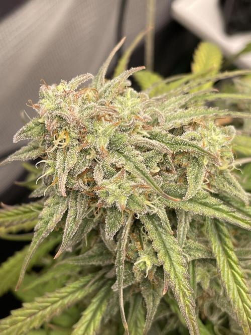 Milky Way F1 Royal Queen Seeds. Week 11