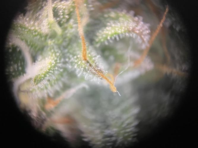 Milky Way F1 Royal Queen Seeds. Week 11