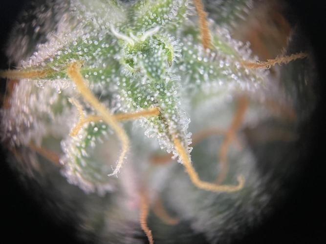 Milky Way F1 Royal Queen Seeds. Week 11