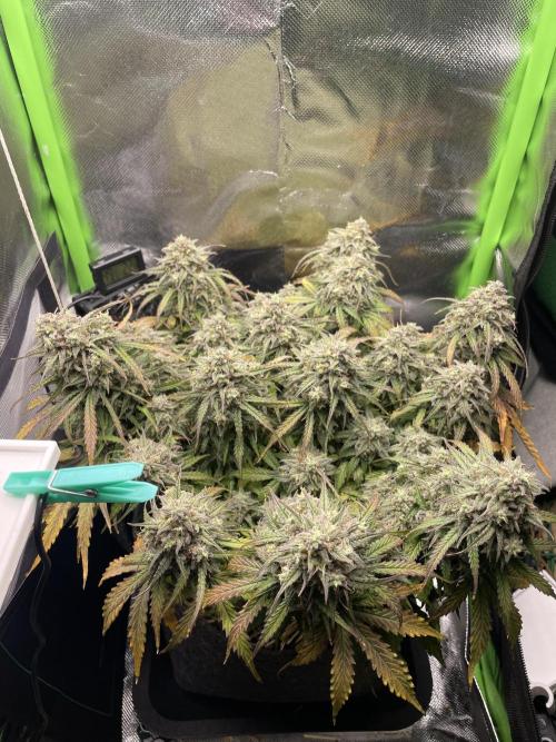 Milky Way F1 Royal Queen Seeds. Week 12