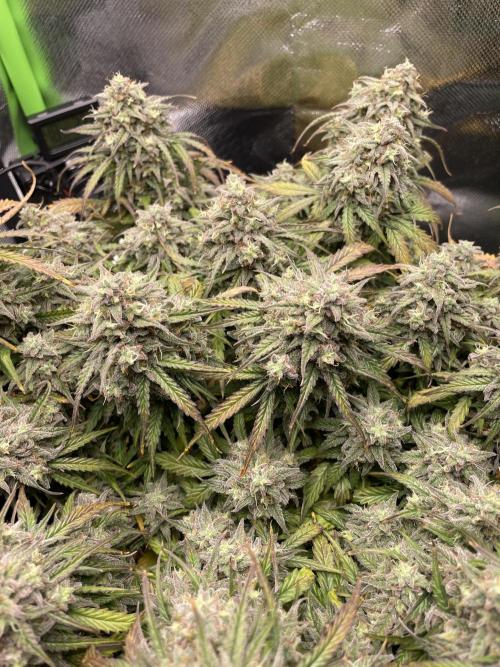 Milky Way F1 Royal Queen Seeds. Week 12