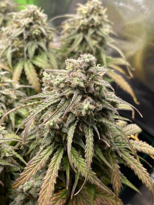 Milky Way F1 Royal Queen Seeds. Week 12