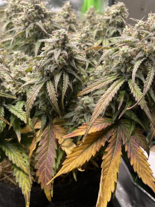 Milky Way F1 Royal Queen Seeds. Week 12