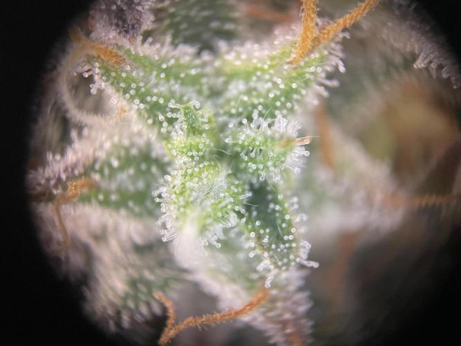 Milky Way F1 Royal Queen Seeds. Week 12