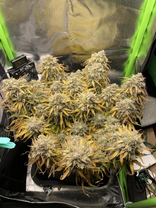 Milky Way F1 Royal Queen Seeds. Week 13