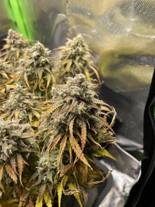 Milky Way F1 Royal Queen Seeds. Week 13