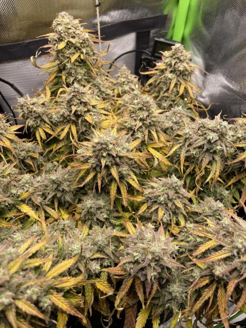 Milky Way F1 Royal Queen Seeds. Week 13