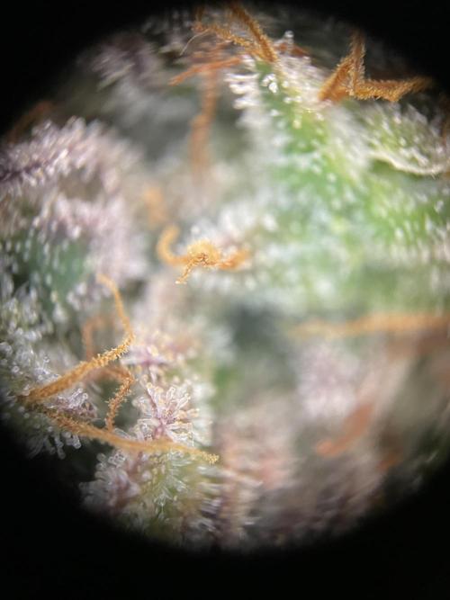 Milky Way F1 Royal Queen Seeds. Week 13