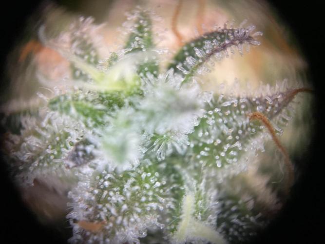 Milky Way F1 Royal Queen Seeds. Week 13