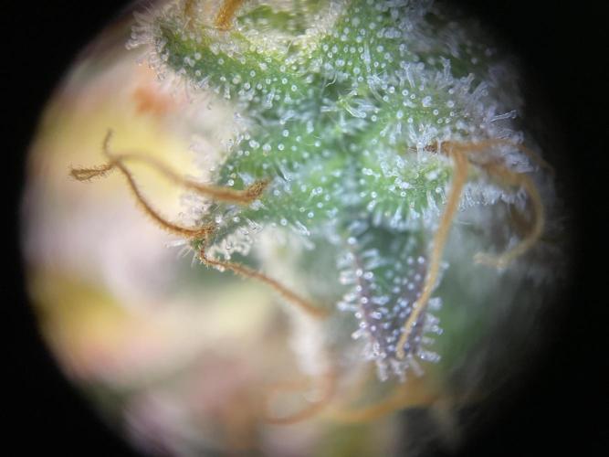 Milky Way F1 Royal Queen Seeds. Week 13