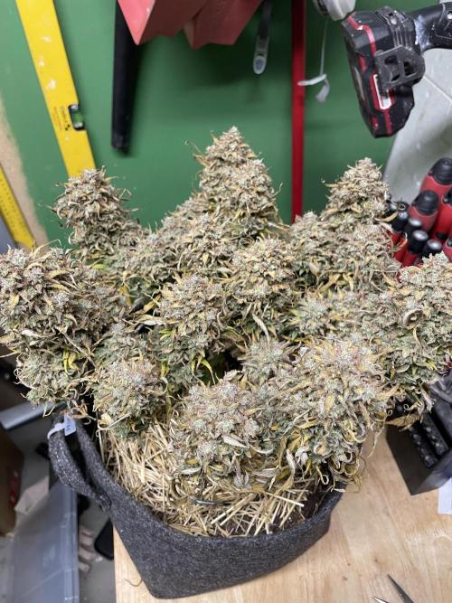 Milky Way F1 Royal Queen Seeds. Week 14