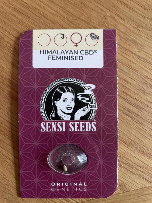 Sensi Seeds Himalayan CBD. Week 0 - .