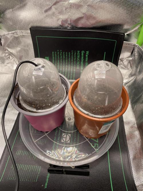 Sensi Seeds Himalayan CBD. Week 0 - .