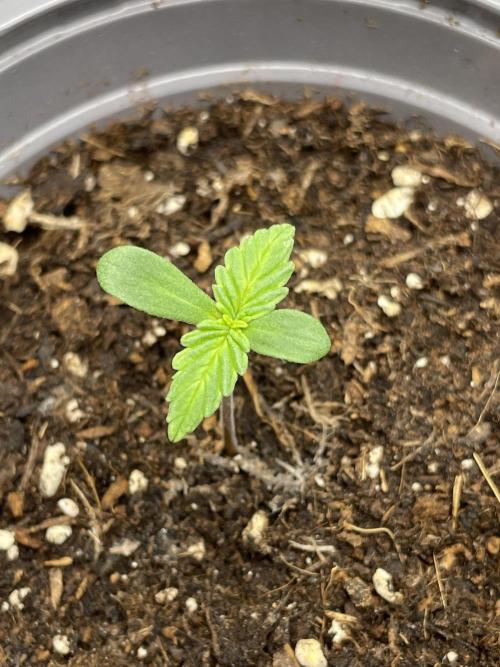 Sensi Seeds Himalayan CBD 4th indoor run. Week 1 - First born