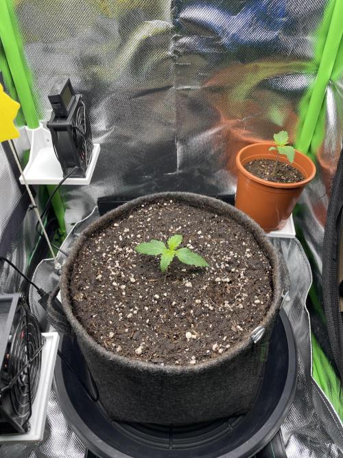 Sensi Seeds Himalayan CBD 4th indoor run. Week 2 - .