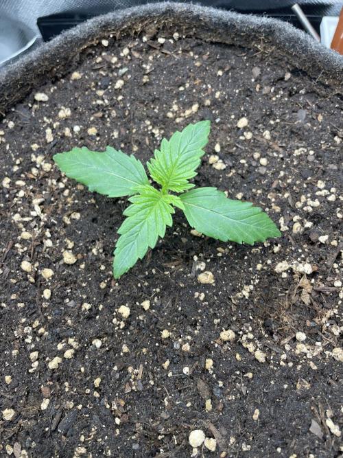 Sensi Seeds Himalayan CBD 4th indoor run. Week 2 - .