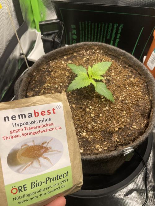Sensi Seeds Himalayan CBD 4th indoor run. Week 2 - .
