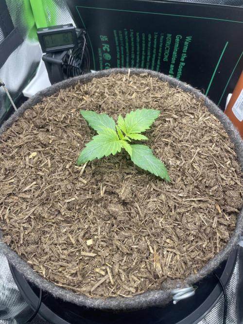 Sensi Seeds Himalayan CBD 4th indoor run. Week 2 - .