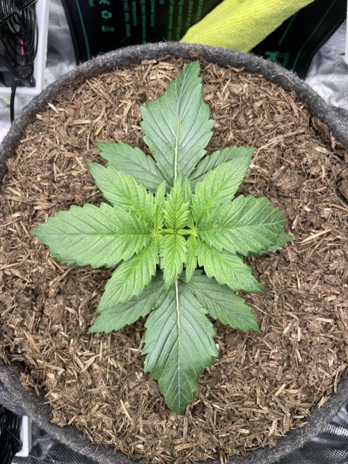 Sensi Seeds Himalayan CBD 4th indoor run. Week 3 - .