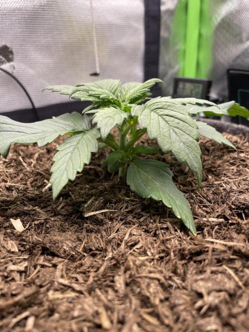 Sensi Seeds Himalayan CBD 4th indoor run. Week 3 - .
