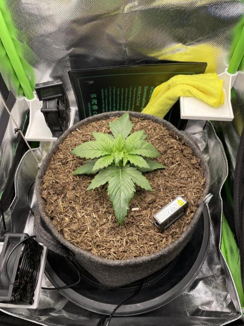 Himalayan CBD. Week 3