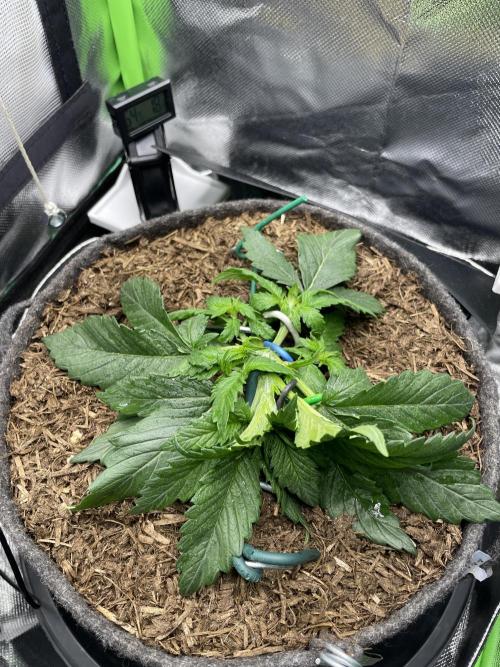 Sensi Seeds Himalayan CBD 4th indoor run. Week 3 - .