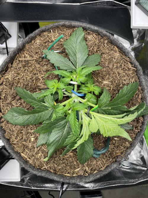Himalayan CBD. Week 3
