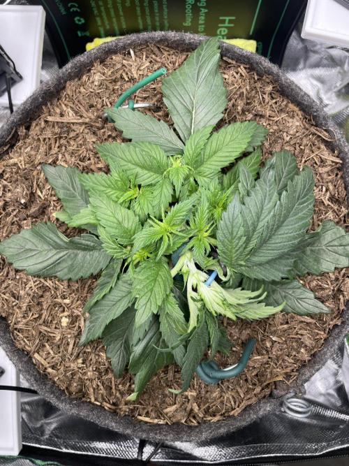 Himalayan CBD. Week 4