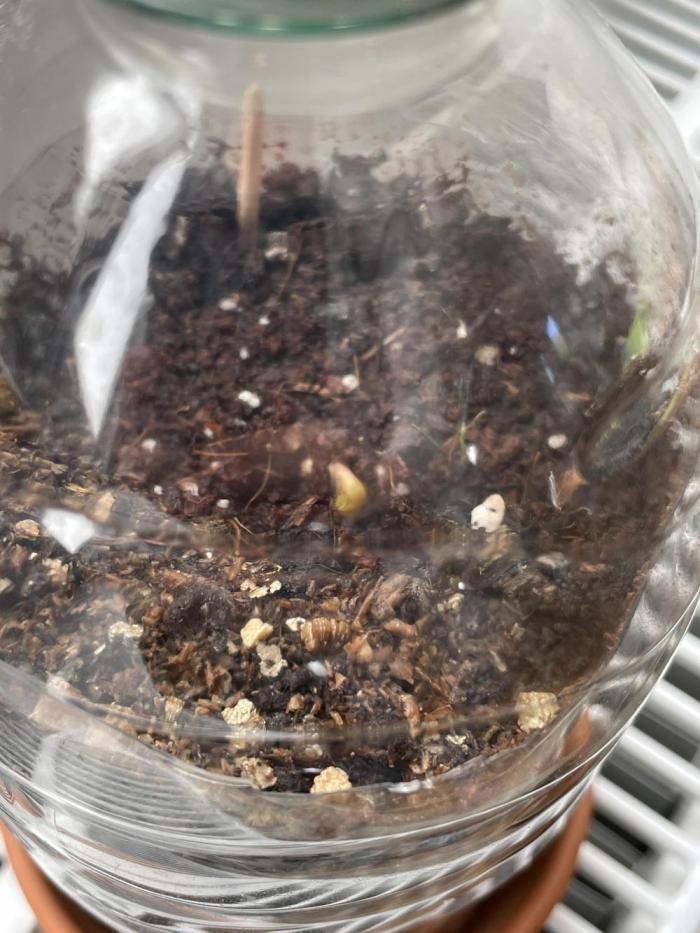 Critical Kush by RQS Second Indoor Run. Week 0 - .