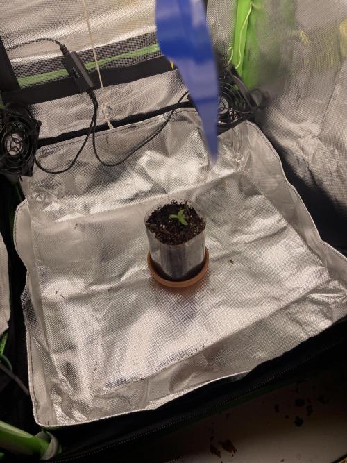 Critical Kush by RQS Second Indoor Run. Week 1 - .