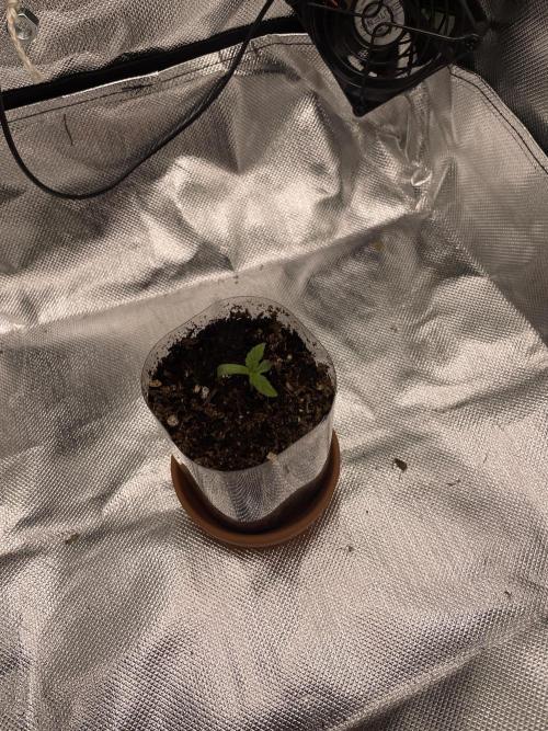 Critical Kush by RQS Second Indoor Run. Week 1 - .