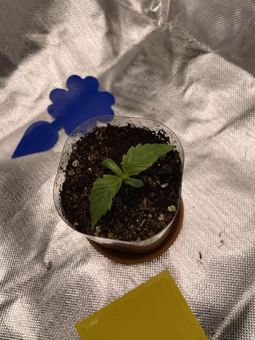 Critical Kush by RQS Second Indoor Run. Week 1 - .