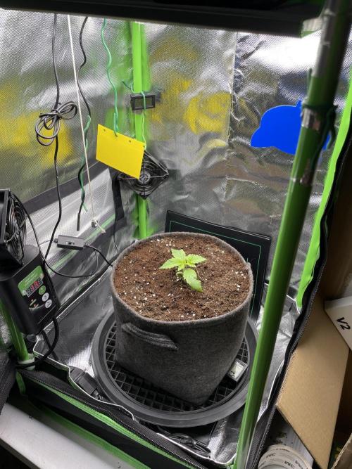 Critical Kush by RQS Second Indoor Run. Week 2 - .