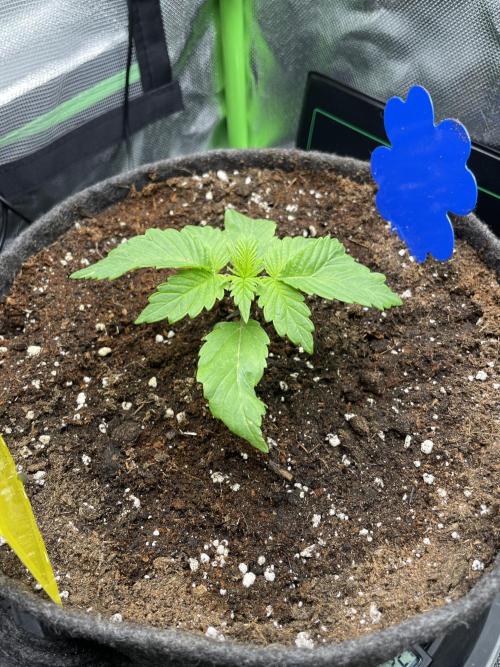Critical Kush by RQS Second Indoor Run. Week 2 - .