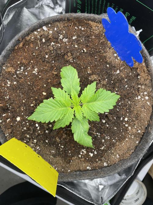 Critical Kush by RQS Second Indoor Run. Week 2 - .