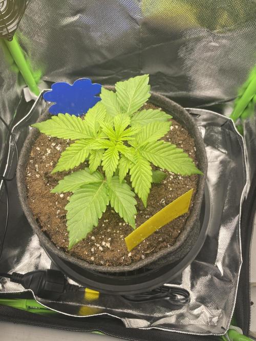 Critical Kush by RQS Second Indoor Run. Week 3 - .