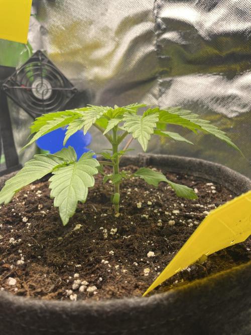 Critical Kush by RQS Second Indoor Run. Week 3 - .