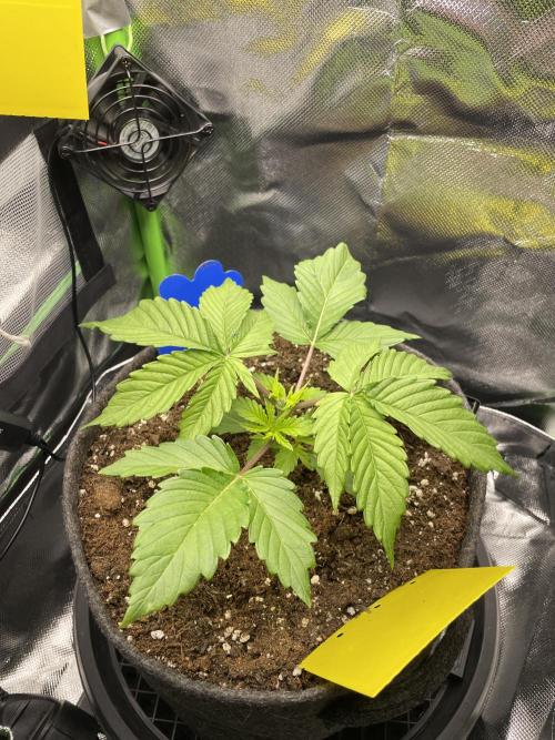 Critical Kush by RQS Second Indoor Run. Week 3 - .