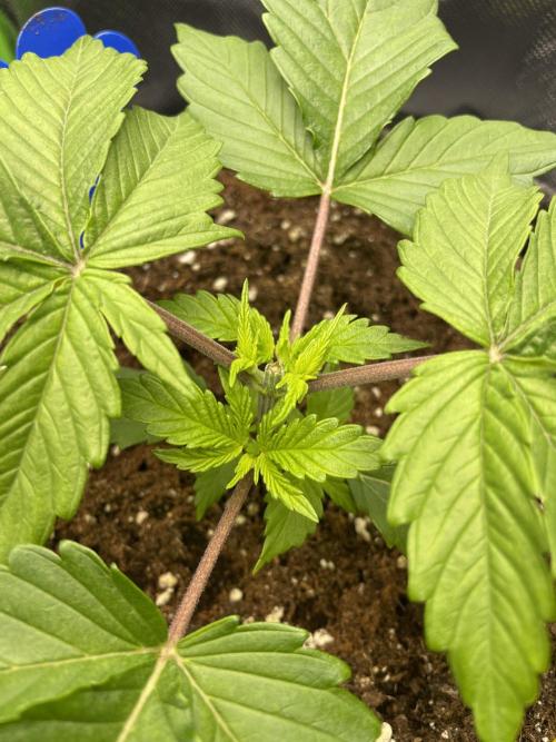 Critical Kush. Week 3