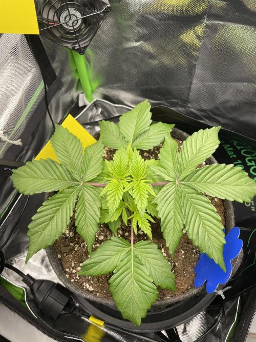 Critical Kush by RQS Second Indoor Run. Week 4 - .