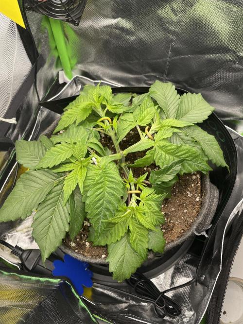 Critical Kush by RQS Second Indoor Run. Week 4 - .