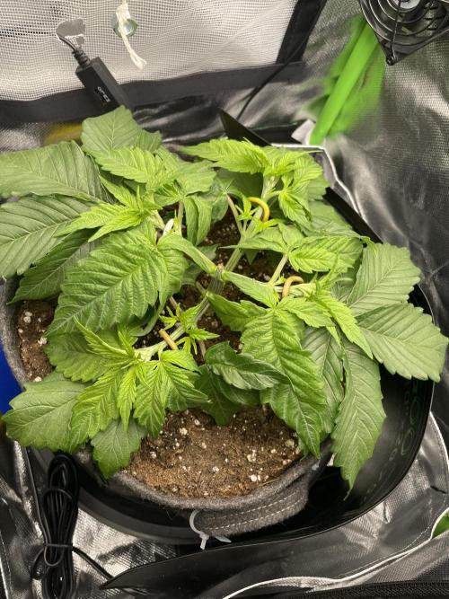 Critical Kush. Week 4