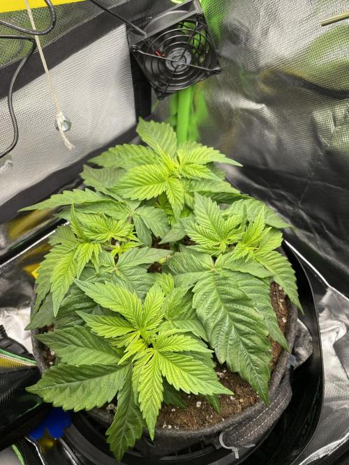 Critical Kush by RQS Second Indoor Run. Week 5