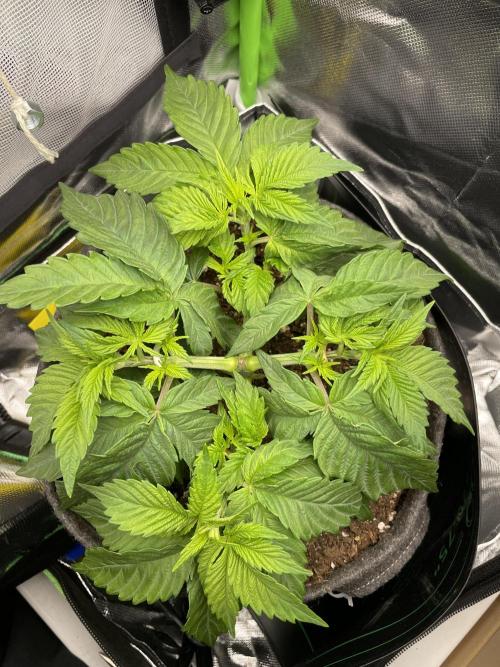 Critical Kush by RQS Second Indoor Run. Week 5